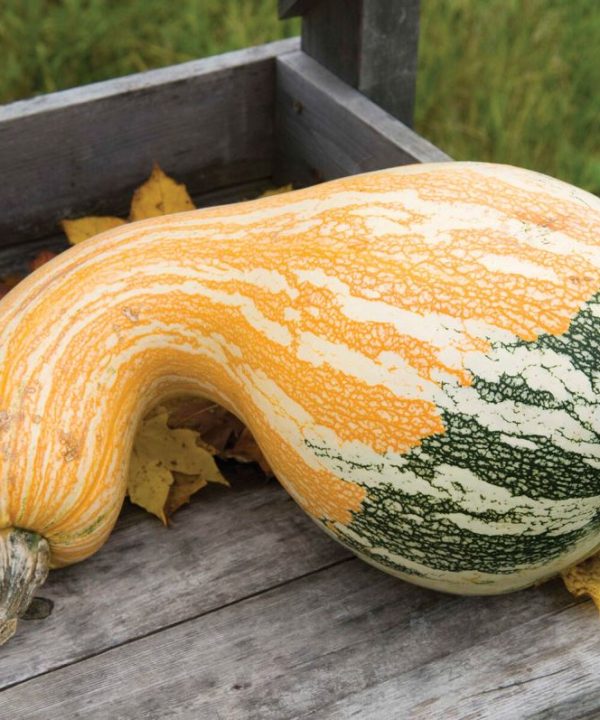 Autumn Colors Cushaw - (F1) Pumpkin Seed