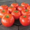 Mountain Merit - (F1) Tomato Seed