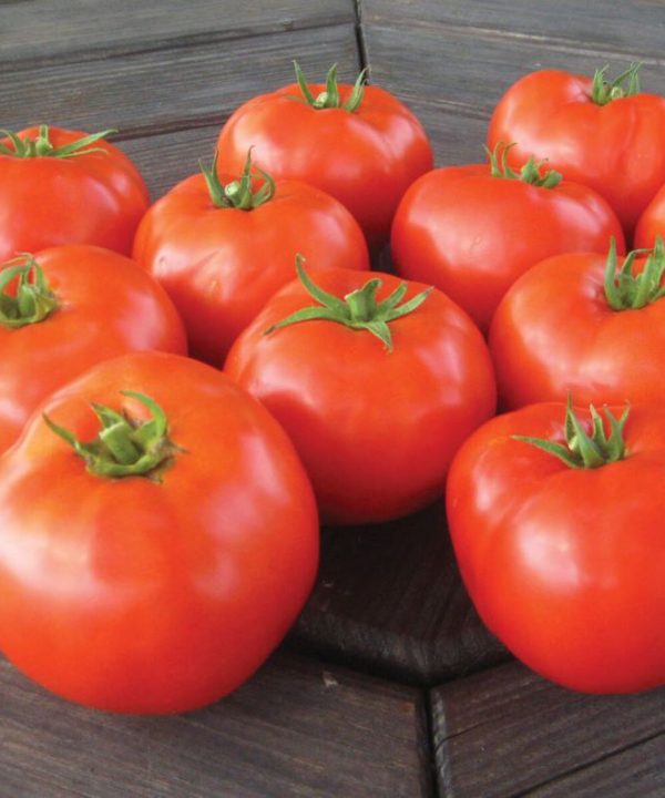 Mountain Merit - (F1) Tomato Seed