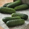 Excelsior - Organic (F1) Cucumber Seed