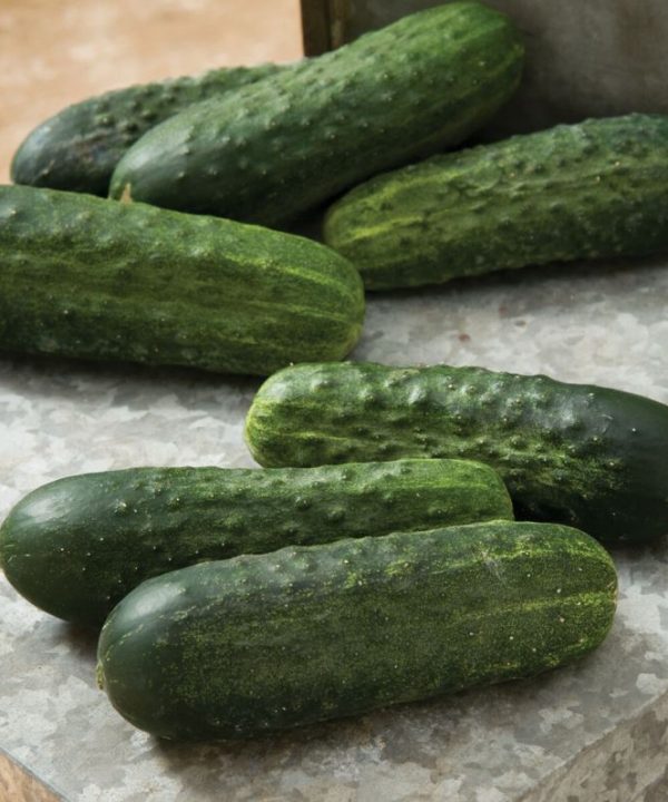 Excelsior - Organic (F1) Cucumber Seed