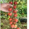 Sunpeach - (F1) Tomato Seed