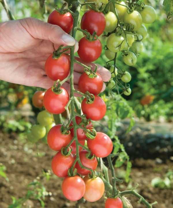 Sunpeach - (F1) Tomato Seed