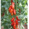 Pozzano - Organic (F1) Tomato Seed