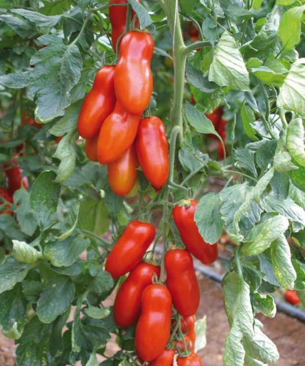 Pozzano - Organic (F1) Tomato Seed