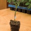 Estamino - Organic (F1) Tomato Seed