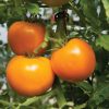 Beorange - (F1) Tomato Seed