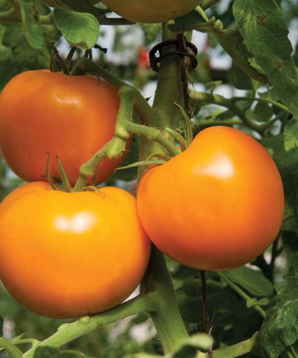 Beorange - (F1) Tomato Seed