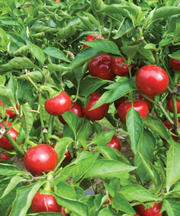 Capperino - (F1) Hot Cherry Pepper Seed