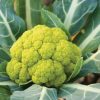Vitaverde - (F1) Cauliflower Seed