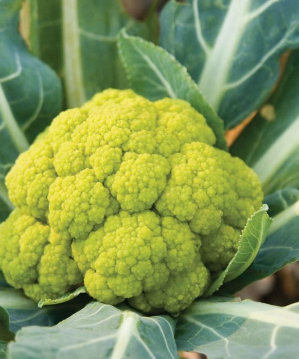 Vitaverde - (F1) Cauliflower Seed