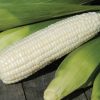 Xtra-Tender 3473 - (F1) Corn Seed