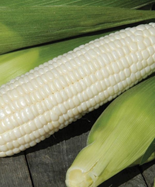 Xtra-Tender 3473 - Treated (F1) Corn Seed