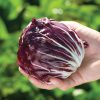 Perseo - Radicchio Seed