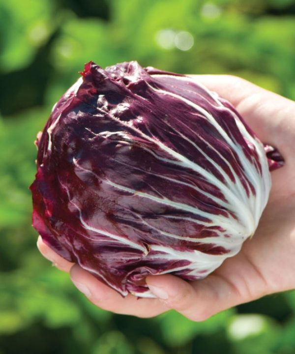 Perseo - Radicchio Seed