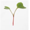Radish, Red Arrow - Microgreen Seed