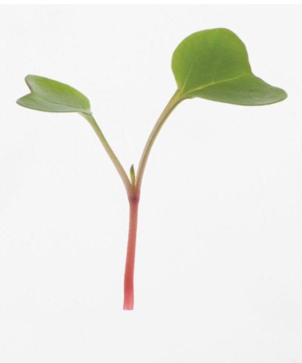 Radish, Red Arrow - Microgreen Seed