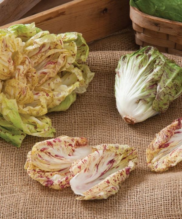 Bel Fiore - Radicchio Seed