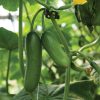 Iznik - (F1) Cucumber Seed