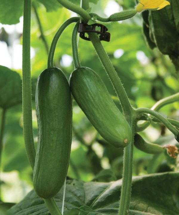 Iznik - (F1) Cucumber Seed