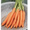 Romance - (F1) Carrot Seed