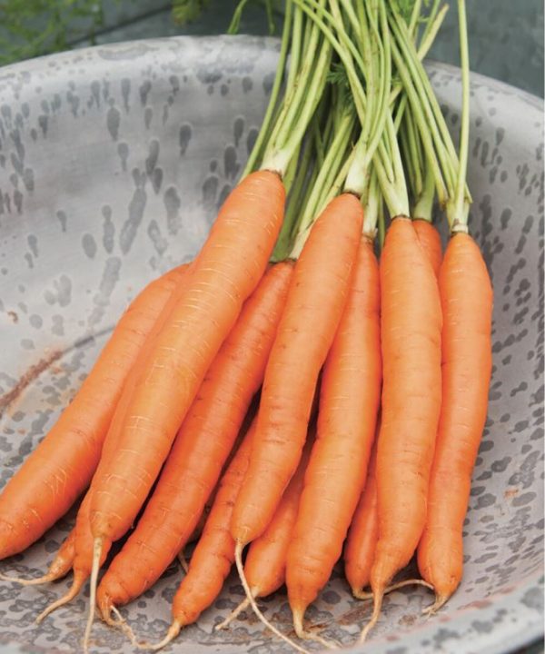 Romance - (F1) Carrot Seed