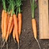 Adelaide - (F1) Carrot Seed