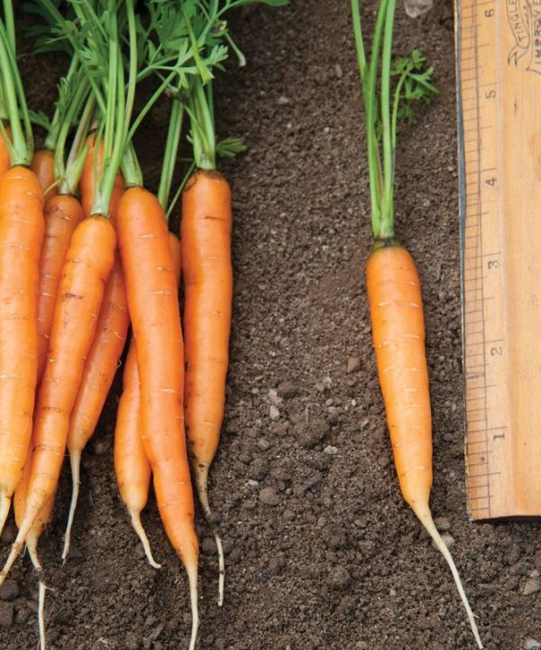 Adelaide - (F1) Carrot Seed
