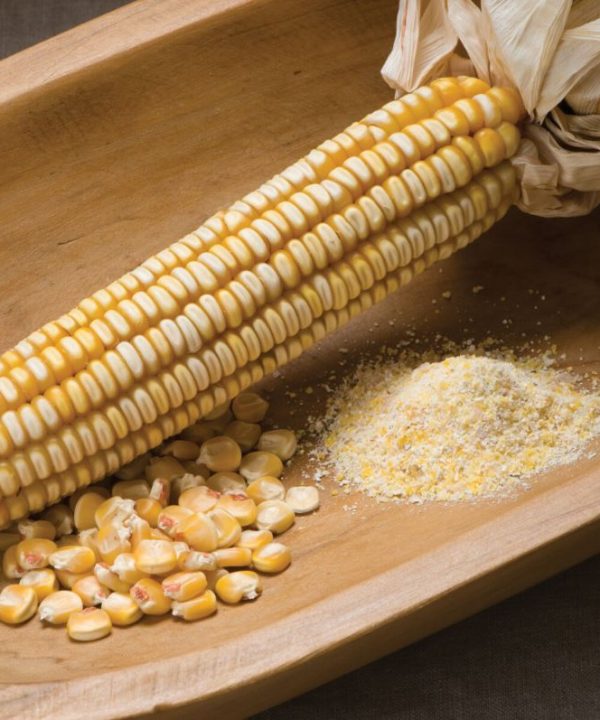 Nothstine Dent - Organic Corn Seed