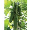 Unistars - (F1) Cucumber Seed
