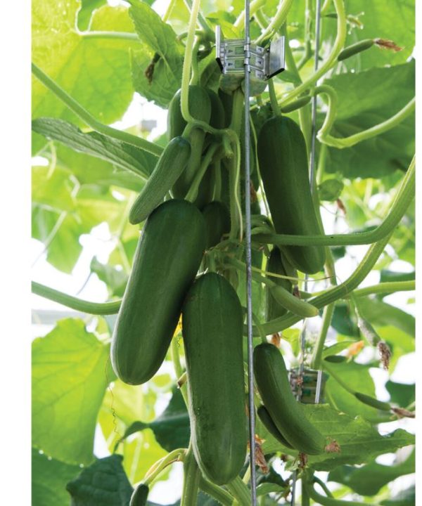 Unistars - (F1) Cucumber Seed