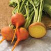 Boldor - Golden Beet - Seeds