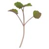 Anise Hyssop - Microgreen Seed