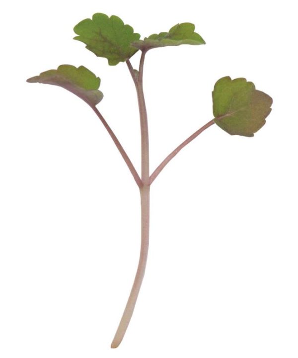 Anise Hyssop - Microgreen Seed