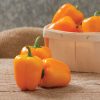 Eros - Organic (F1) Bell Pepper Seed