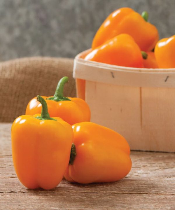 Eros - Organic (F1) Bell Pepper Seed