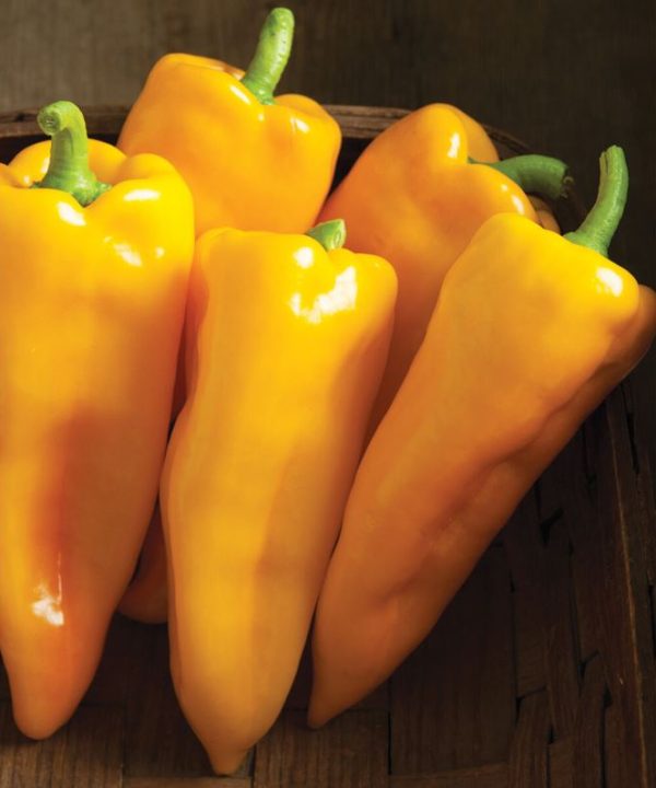 Escamillo - Organic (F1) Corno di Toro Pepper Seed