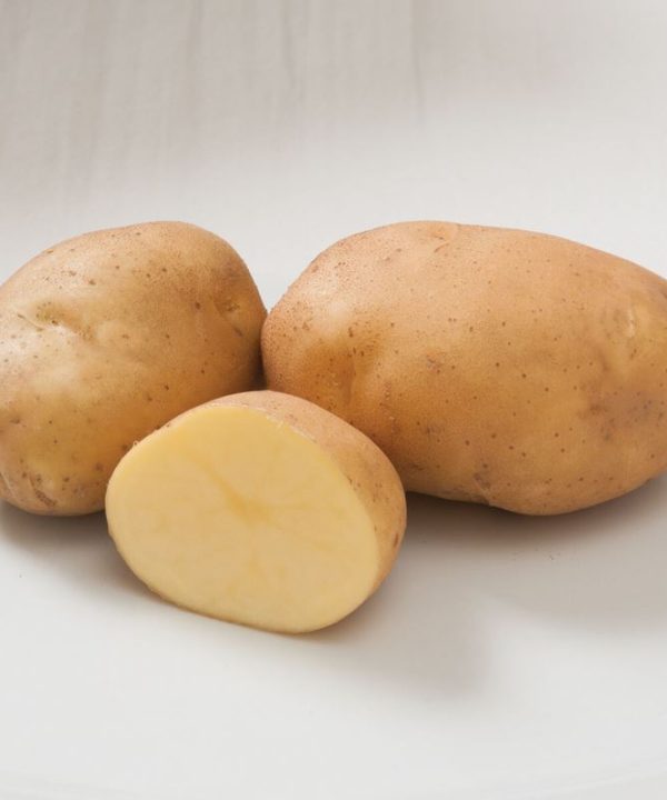 Satina - Seed Potatoes