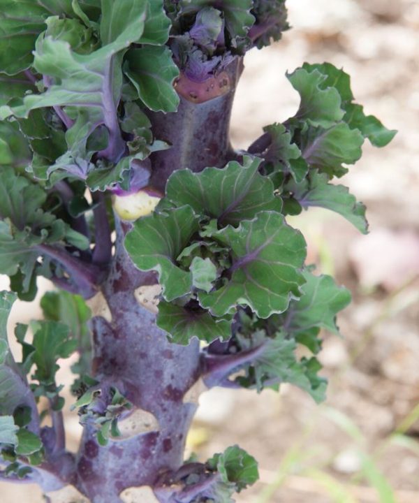 Autumn Star - (F1) Kalettes? Seed