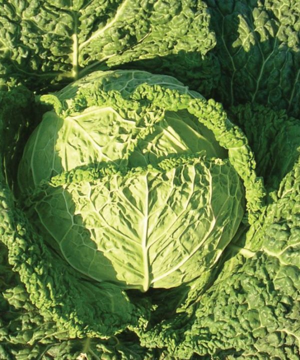 Famosa - Organic (F1) Cabbage Seed