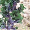 Snowdrop - (F1) Kalettes? Seed