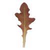 Blade - Organic Lettuce Seed