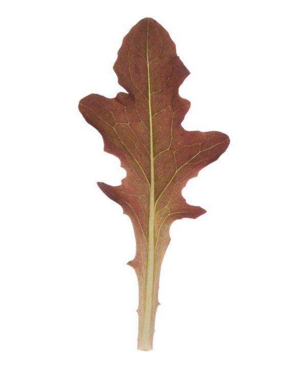 Blade - Organic Lettuce Seed