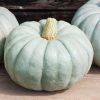 Jarrahdale Large - Pumpkin Seed