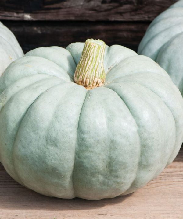 Jarrahdale Large - Pumpkin Seed