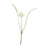 Fennel, Green - Organic Microgreen Seed