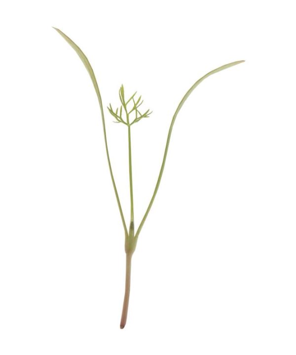 Fennel, Green - Organic Microgreen Seed