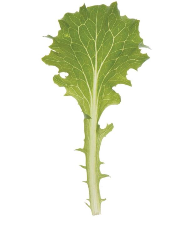 Celinet - Organic Lettuce Seed