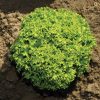 Ilema - Organic Lettuce Seed