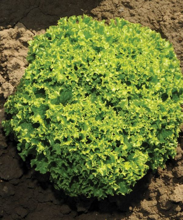 Ilema - Organic Lettuce Seed